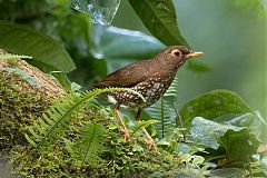 Forest Thrush